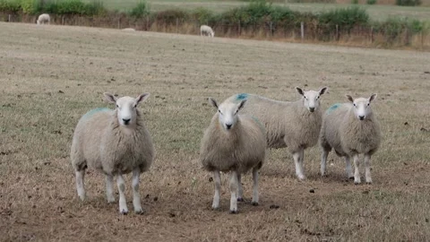 A small flock of Sheep standing in a field of brown grass during a long dry Stock Footage 345086175