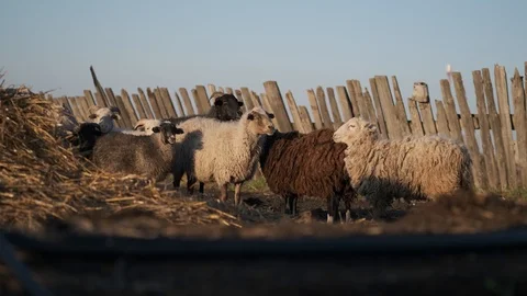 Small flock of sheep stands in the middle of dirty rural yard near leaning fence Stock Footage 115890760