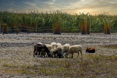 Small flock of sheep in sunset light Stock Photos