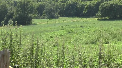 A Small Flock of Sheep Ventures out and Crosses a Green Meadow Video stock 75084818