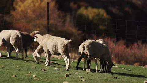 A small flock of sheep walking in the meadow on a hot summer day. Stock Footage 231468430