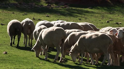 A small flock of sheep walking in the meadow on a hot summer day. Stock Footage 231470269