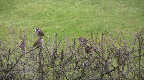 Small flock of sparrows on bare hawthorn hedge Stock Footage 34653281