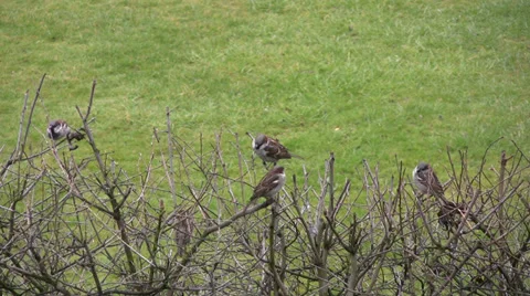 Small flock of sparrows on bare hawthorn hedge Stock Footage 34653302