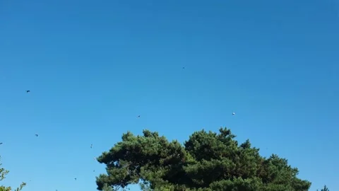 A small flock of Swallows swarming starting to prepare their yearly migration 動画素材 161650197