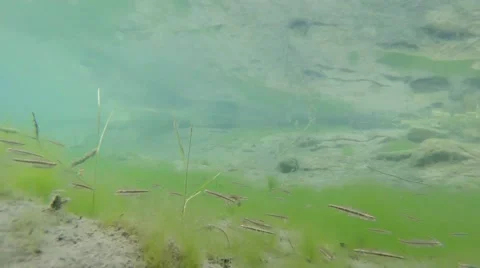A small flock of trout swim in a small pond on the green algae Stock Footage 42696286