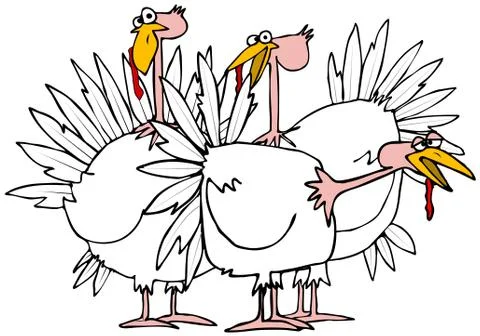 Small flock of turkeys Illustrazione stock
