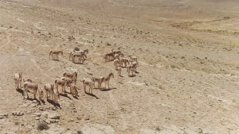 Small Flock of Wild Asses Stock-Footage 133659105