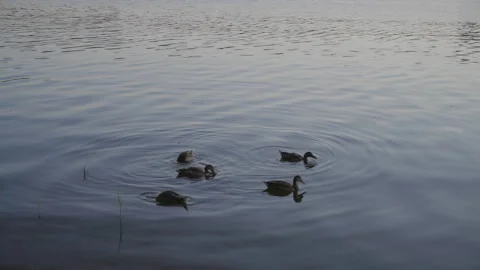 A Small Flock of Wild Ducks Feeds On Algae Diving Under the Water Near the River Stock Footage 149833759