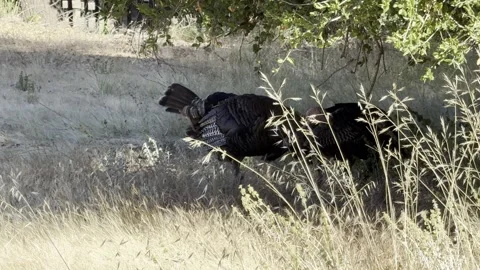 Small flock of wild turkeys with one stretching its leg Stock Footage 315413224