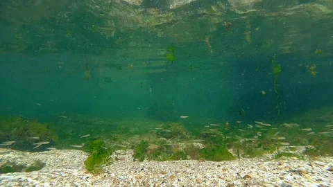 Small flocks of small silver fish Stock Footage 101062161