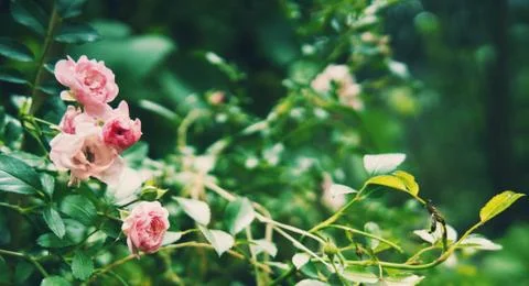 Small florets in the garden. Stock Photos