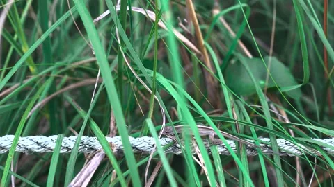 A small Florida lizard running on a white rope with tall green grass on the shor Stock Footage 278532525