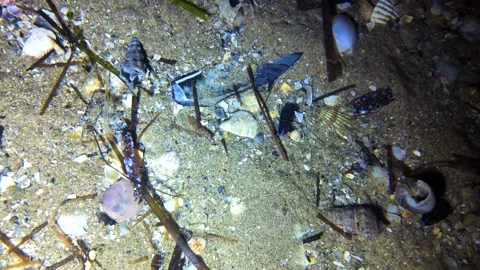 A small flounder hiding in the sand with hermit crabs walking around Stock Footage 279725310