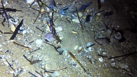 A small flounder hiding in the sand with hermit crabs swimming around. Stock Footage 279725337