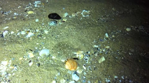 A small flounder swims in the shallow waters offshore Stock Footage 280057576