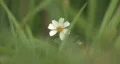 Small Flower 1 HD Footage