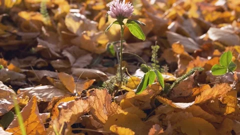 Small flower among the fallen leaves in autumn time Stock Footage 242348937