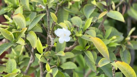 Small flower on a background of leaves close-up Stock Footage 234052312