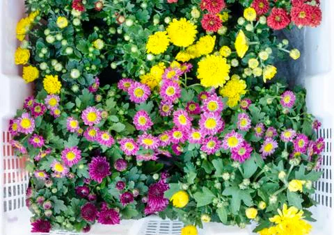 Small flower background Stock Photos