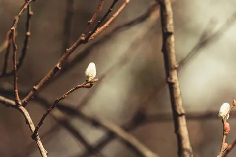 A small flower blooming on a tree with spring tones with copy space Stock Photos