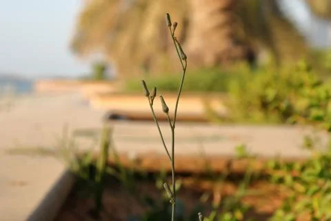 SMALL FLOWER ON A BRANCH Stock Photos
