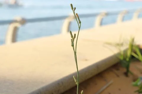 SMALL FLOWER ON A BRANCH Stock Photos