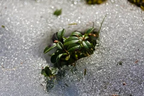 Small flower breaking through layer of snow Stock Photos