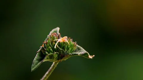 A small flower with a brown stem Stock Photos
