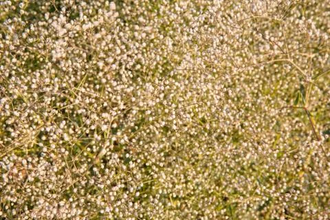 Small flower buds background Stock Photos