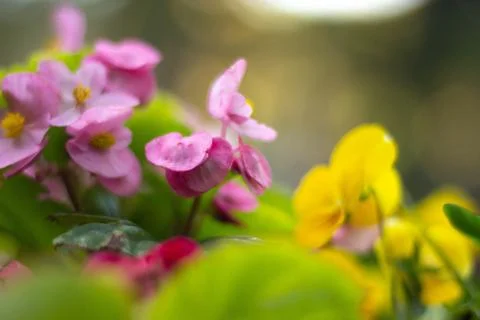 Small flower close up Stock Photos