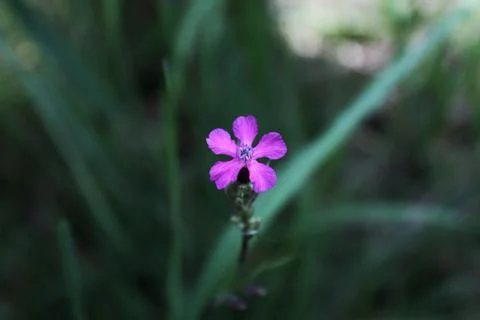 Small flower in foliage Foto stock