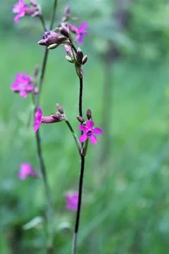 Small flower in foliage Stock Photos