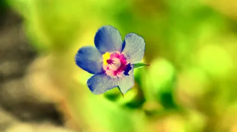 Small Flower Stock Footage 24248921