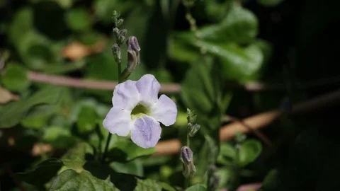 A Small Flower Stock Footage 105235599