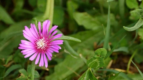 Small flower Stock Footage 109694753
