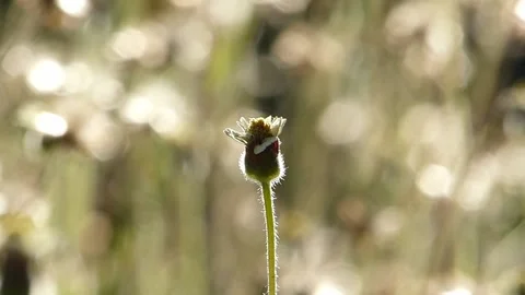 Small flower Stock Footage 147189993