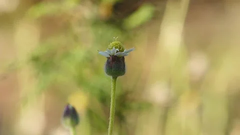Small flower Stock Footage 150041339