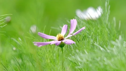 A small flower Stock Footage 258107958