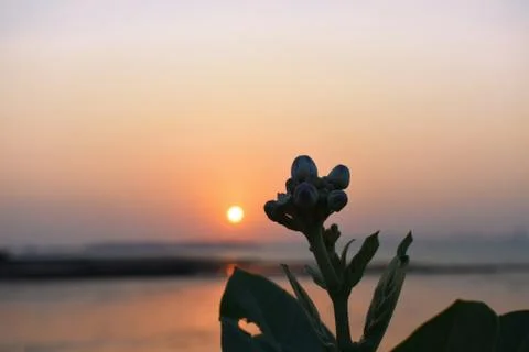 A small flower in the foreground with sun setting in the background. Stock Photos