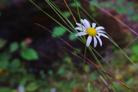 A small flower in front of a river Stock Photos