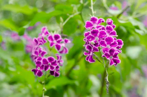 Small flower in garden Stock Photos