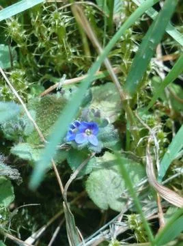 Small flower in the gras Stock Photos