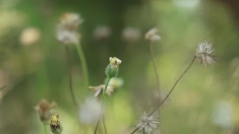 Small flower of grass (Slow)-1 Stock Footage 303357640