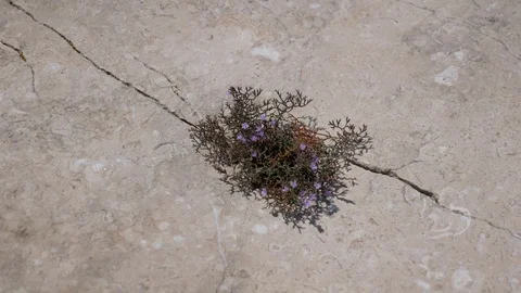 Small flower growing from stone Stock Footage 112822778