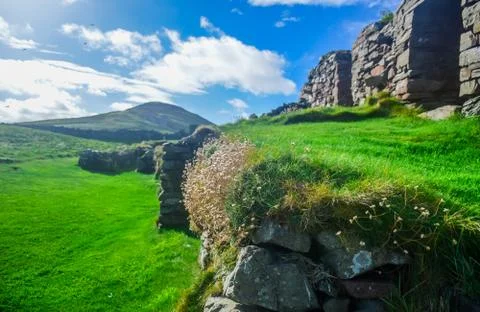 Small flower grows on stone surrounded by green grass in Peel Castle Isle of Man Foto stock