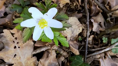 Small flower moved by the wind Stock Footage 276350899