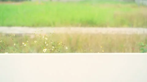 Small flower moving and rain drop on window Stock Footage 251858350