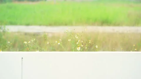 Small flower moving and rain drop on window Stock Footage 251858643