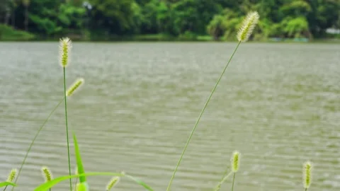 Small flower moving with mountain and river background Stock Footage 269504528
